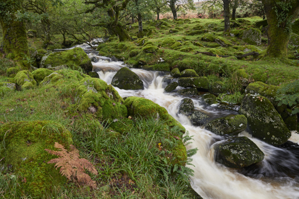 Image of a Dartmoor Stream, Dartmoor