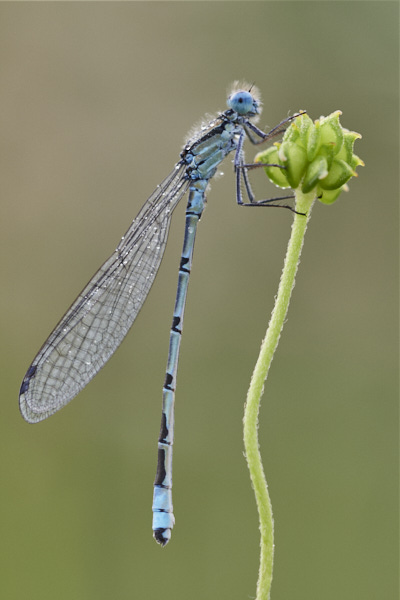 Image of a Common Blue Damselfly