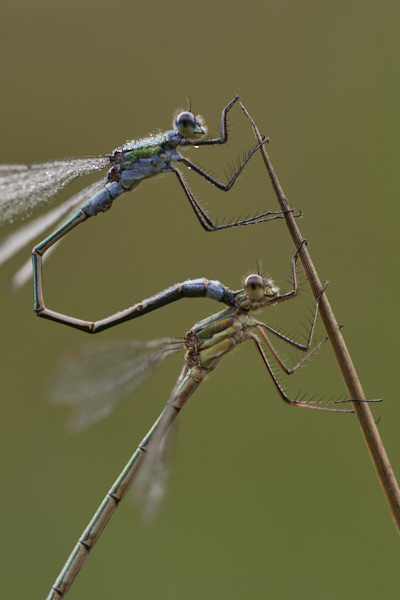 Image of a Common Blue Damselfly