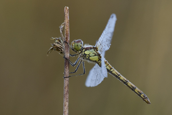 Image of a Black-tailed Skimmer