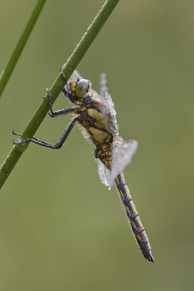 Image of a Common Darter
