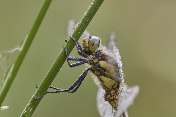 Image of a Black-tailed Skimmer