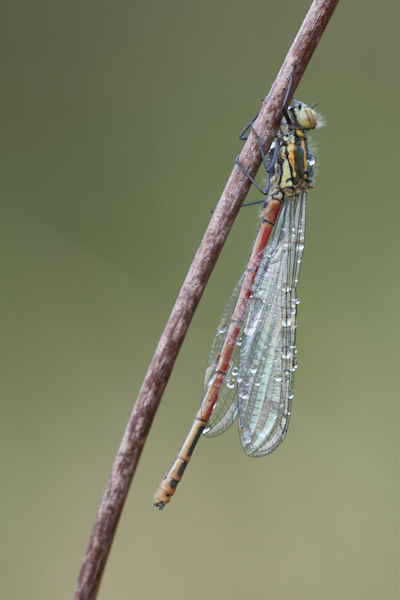 Image of a Common Darter