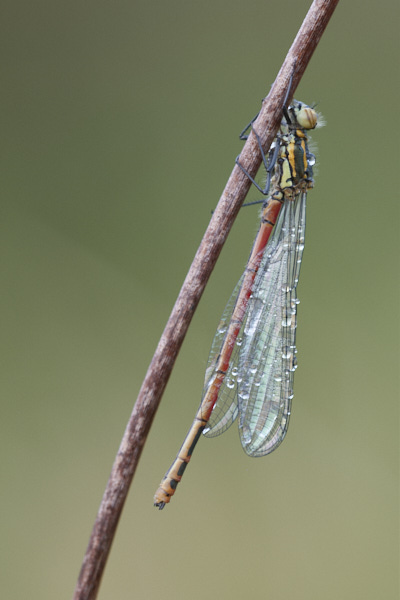 Image of Damselflies