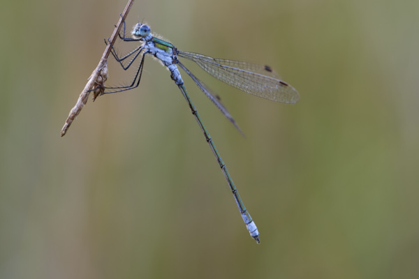 Image of a Dragonfly