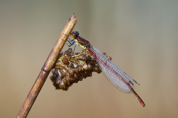 Image of a Dragonfly