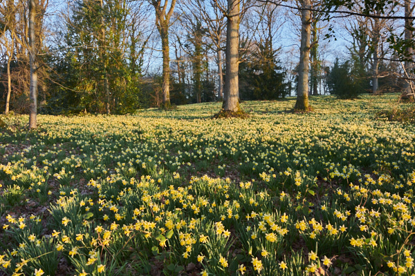 Image of massed Wild Daffodils 