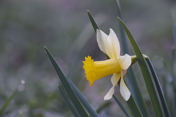 Image of a Wild Daffodil flower