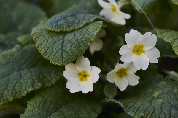 Image of Primrose flowers 