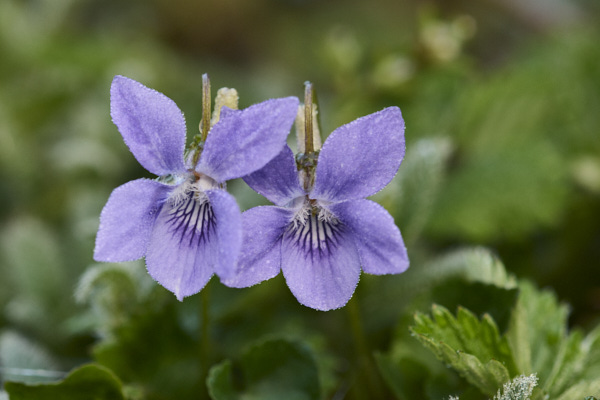Image of Dog-violet flowers