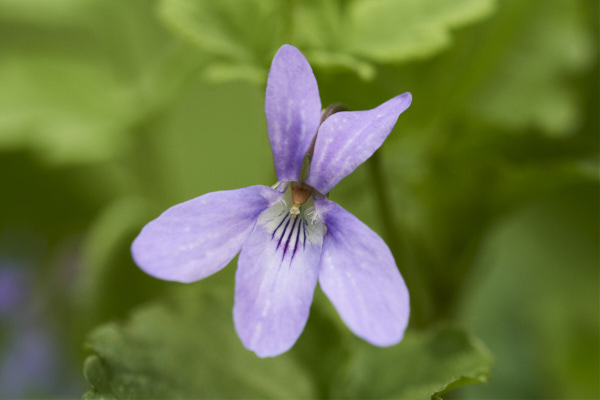 Image of a Dog-violet flower