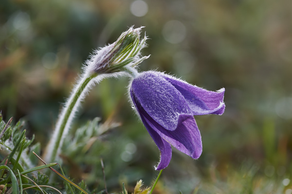 Image of a Pasqueflower