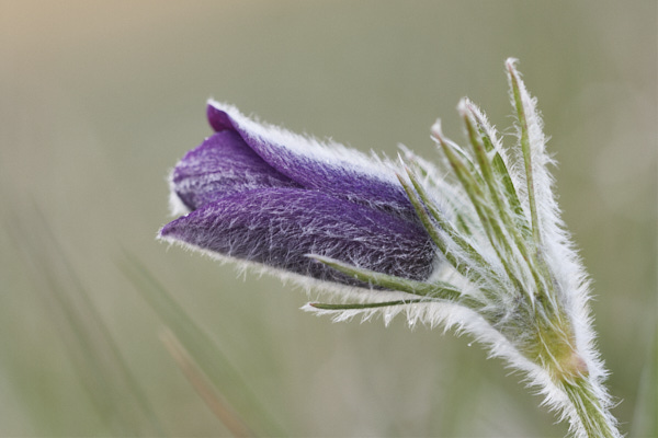 Image of a Pasqueflower