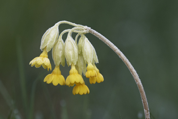 Image of Oxslip flowers