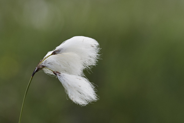 Image of Common Cottongrass 