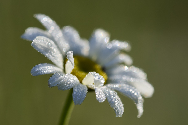 Image of an Ox-Eye Daisy flower 
