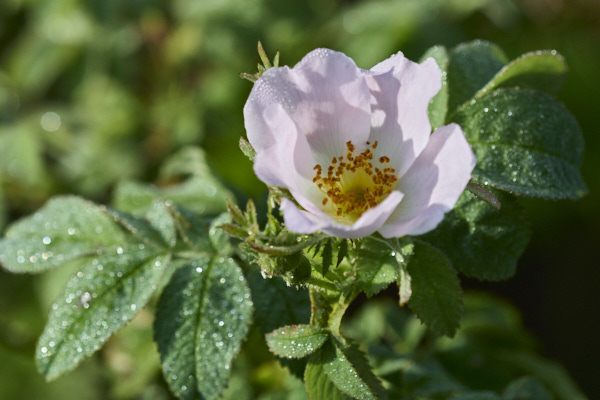 Image of a Dog-rose flower