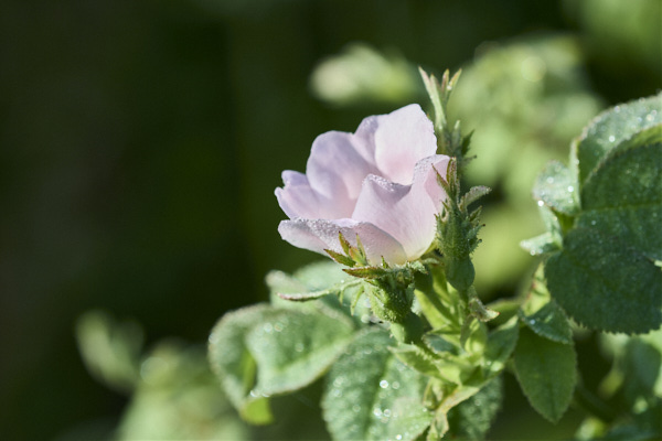 Image of a Dog-rose flower