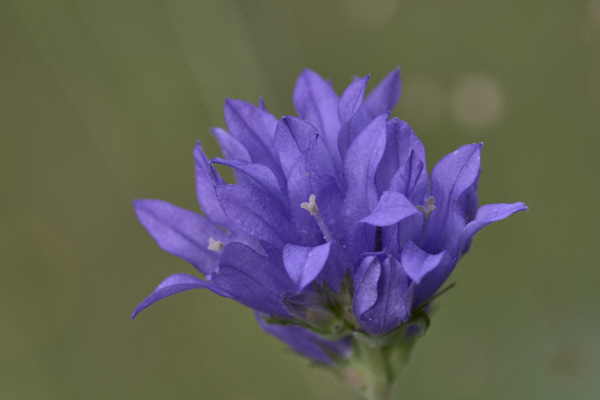 Image of purple Clustered Bellflower 