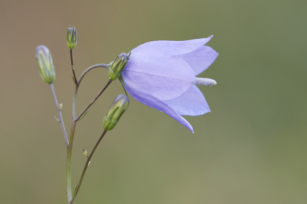 Image of a Harebell flower