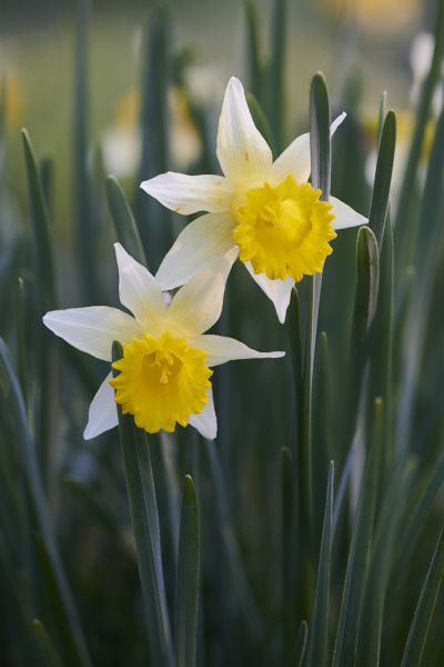 Image of Wild Daffodils