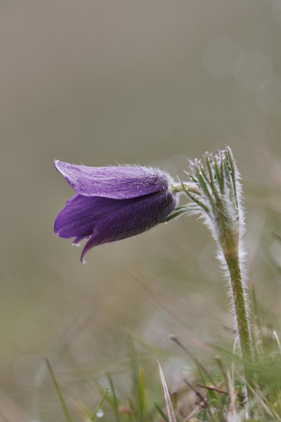 Image of a Pasqueflower