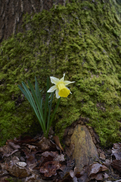 Image of a Pasqueflower