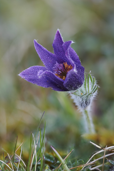Image of a Pasqueflower 