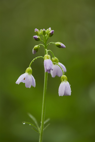 Image of Lady's Smock flowers 
