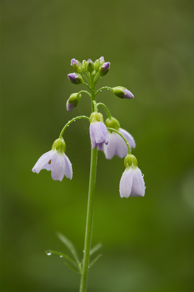 Image of Flowers