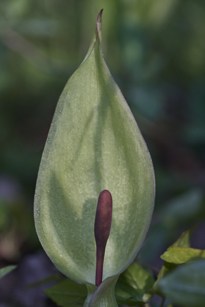 Image of Flowers