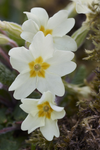 Image of Primrose flowers 