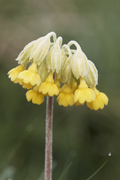 Image of Flowers