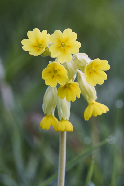 Image of a Goat'sbeard flower