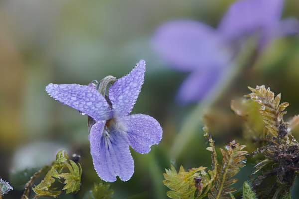 Image of Dog-violet flowers