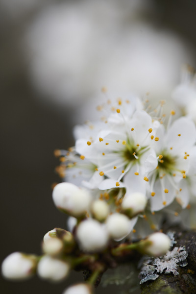 Image of Flowers