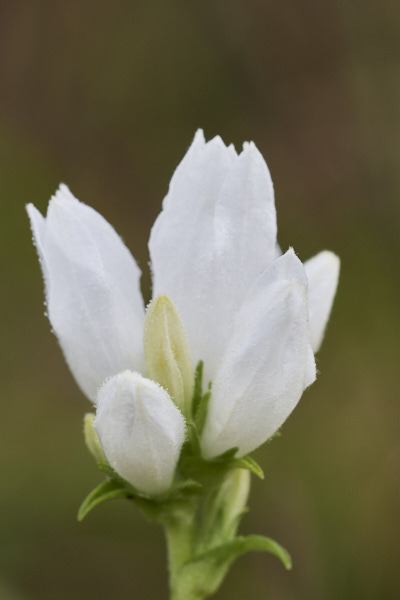 Image of white Clustered Bellflower 
