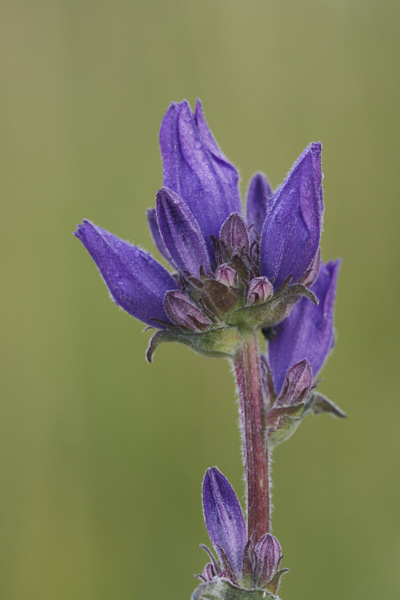 Image of white Clustered Bellflower 