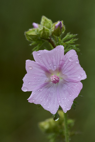 Image of a Musk Mallow flower 
