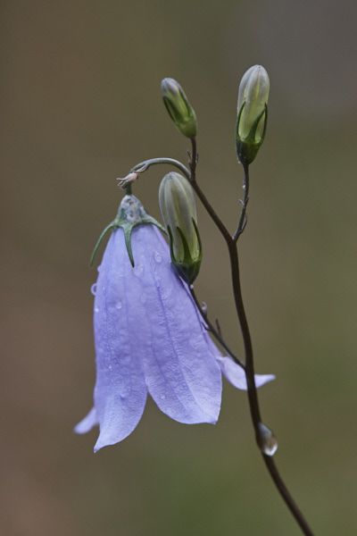 Image of a Musk Mallow flower 