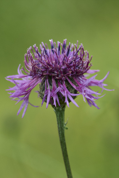 Image of a Knapweed flower