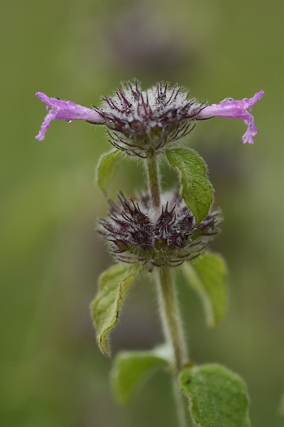 Image of a Knapweed flower