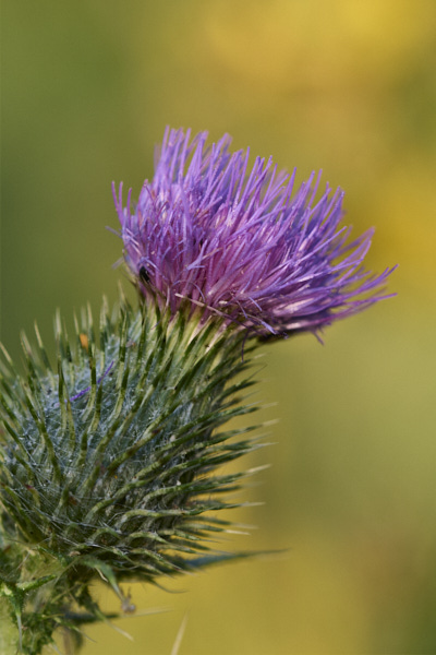 Image of a Spear Thistle flower