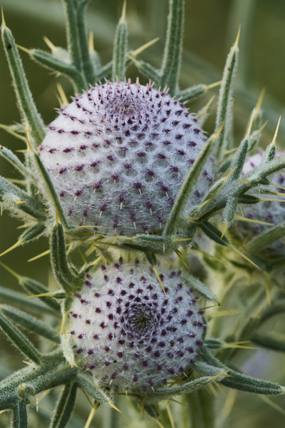 Image of Woolly Thistle buds 