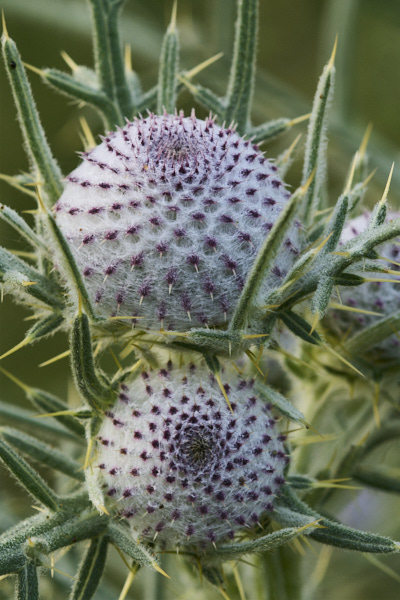 Image of a Woolly Thistle bud