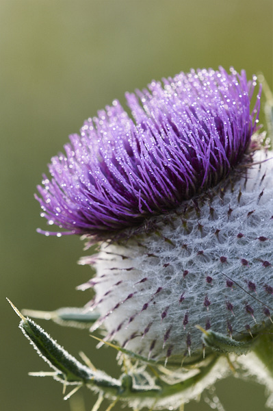 Image of a Woolly Thistle flower