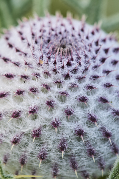 Image of a Woolly Thistle flower