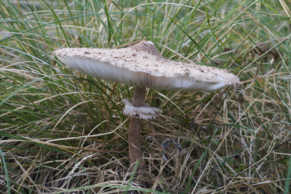 Image of a toadstool