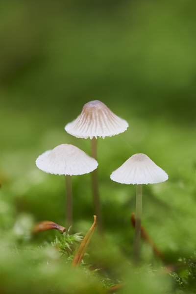 Image of a toadstool