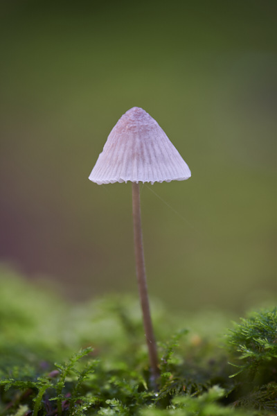 Image of a toadstool